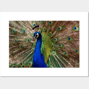 Peacock on Display Posters and Art